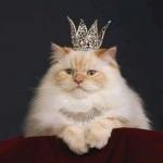 Cat crown meme