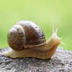Snail16