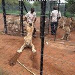 liondrag | I DON'T BELONG IN THIS CAGE..... THEY DO. | image tagged in liondrag | made w/ Imgflip meme maker