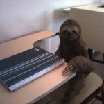 SlothStudying