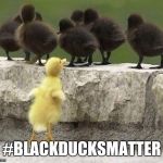 Ducks | #BLACKDUCKSMATTER | image tagged in ducks | made w/ Imgflip meme maker