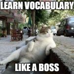boss | LEARN VOCABULARY LIKE A BOSS | image tagged in boss,cats | made w/ Imgflip meme maker