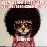 Disco Cat | Are you experienced? Have you ever been experienced? I have. | image tagged in disco cat | made w/ Imgflip meme maker