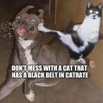 Cats & Dogs | DON'T MESS WITH A CAT THAT HAS A BLACK BELT IN CATRATE | image tagged in cats  dogs | made w/ Imgflip meme maker