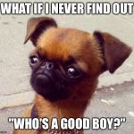 Introspective crumpet | WHAT IF I NEVER FIND OUT "WHO'S A GOOD BOY?" | image tagged in crumpet,memes | made w/ Imgflip meme maker