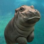 Baby Hippo