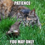 you may only have one chance, make it count | PATIENCE YOU MAY ONLY GET ONE SHOT | image tagged in cat and bird,memes | made w/ Imgflip meme maker