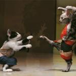 Kung Fu Cats