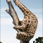 giraffe climbing a tree