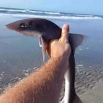 Spoonie Shark
