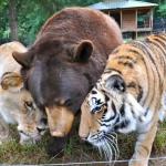 lion tiger bear animal
