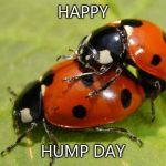 Love Bug | HAPPY HUMP DAY | image tagged in love bug | made w/ Imgflip meme maker