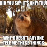 cute aussie animals | WHAT DID YOU SAY  IT'S ONLY THURSDAY WHY DOESN'T ANYONE TELL ME THESE THINGS | image tagged in cute aussie animals | made w/ Imgflip meme maker