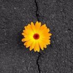 Flower In Concrete | THE LIFE OF THE NEW WORLD SPROUTING UP AMIDST THE OLD | image tagged in flower in concrete | made w/ Imgflip meme maker