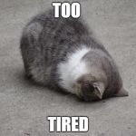 face down cat | TOO TIRED | image tagged in face down cat | made w/ Imgflip meme maker