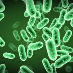 Green Bacteria