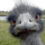 EMUBIRD meme