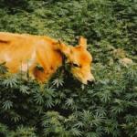 Cow in marijuana field