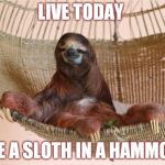 Sloth Hammock Meme Generator - Imgflip