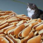 Cat Hot Dogs meme