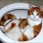 Toilet Cat meme