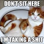 Toilet Cat | DON'T SIT HERE I'M TAKING A SHIT | image tagged in toilet cat | made w/ Imgflip meme maker