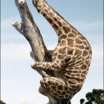 giraffe climbing a tree | IT WAS A BIG MOUSE | image tagged in giraffe climbing a tree | made w/ Imgflip meme maker