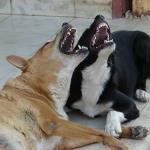 Dogs laughing