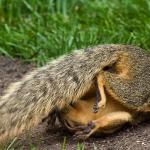 Squirrel Pilates