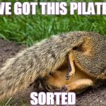 Squirrel Pilates | I'VE GOT THIS PILATES SORTED | image tagged in squirrel pilates | made w/ Imgflip meme maker