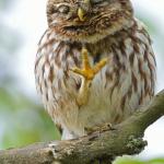 Shy Owl