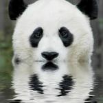 The Pandering Panda