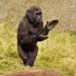 Clapping gorilla 