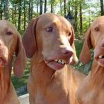 Buck tooth dogs meme