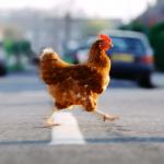 chicken on the road
