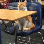 Campus Cat