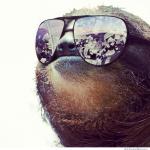 Sloth with Shades