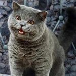 happycat | FOOD IS LOVE IN EDIBLE FORM | image tagged in animals,happycat,food is love | made w/ Imgflip meme maker
