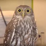 Shocked Owl meme