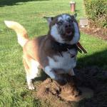 Husky Mud