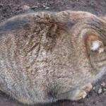 fat cat