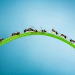immigrant invading ants