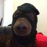 Robber Dog | GIVE ME THE FOOD AND NO ONE HURT | image tagged in dog robber,dog | made w/ Imgflip meme maker