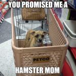 Popeye shops | YOU PROMISED ME A HAMSTER MOM | image tagged in funny dogs | made w/ Imgflip meme maker