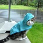 cat in raincoat