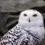 Snowy Owl of doubt