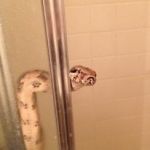 snakeshower | WAIT FOR JARED LIKE | image tagged in snakeshower | made w/ Imgflip meme maker