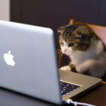 kitten at laptop