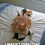 Well, that's embarrassing... | OH... UH, HELLO... I WASN'T EXPECTING YOU HOME SO EARLY | image tagged in funny cats | made w/ Imgflip meme maker