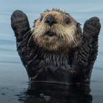 Hands up otter